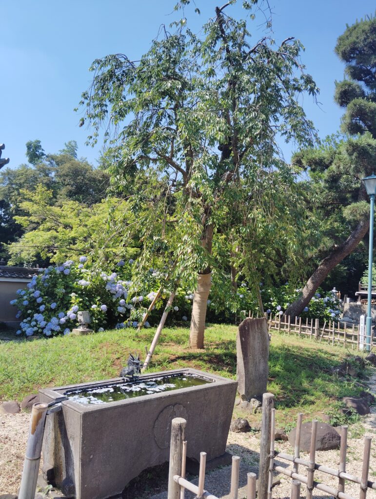 東漸寺しだれ桜