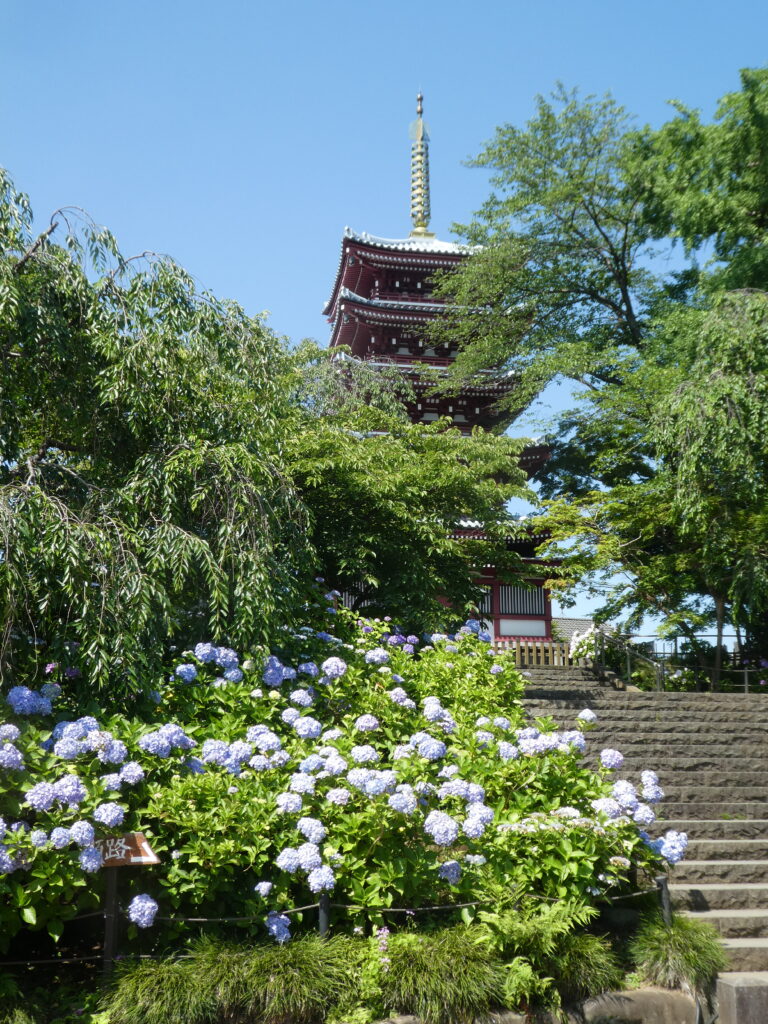 本土寺 あじさい寺