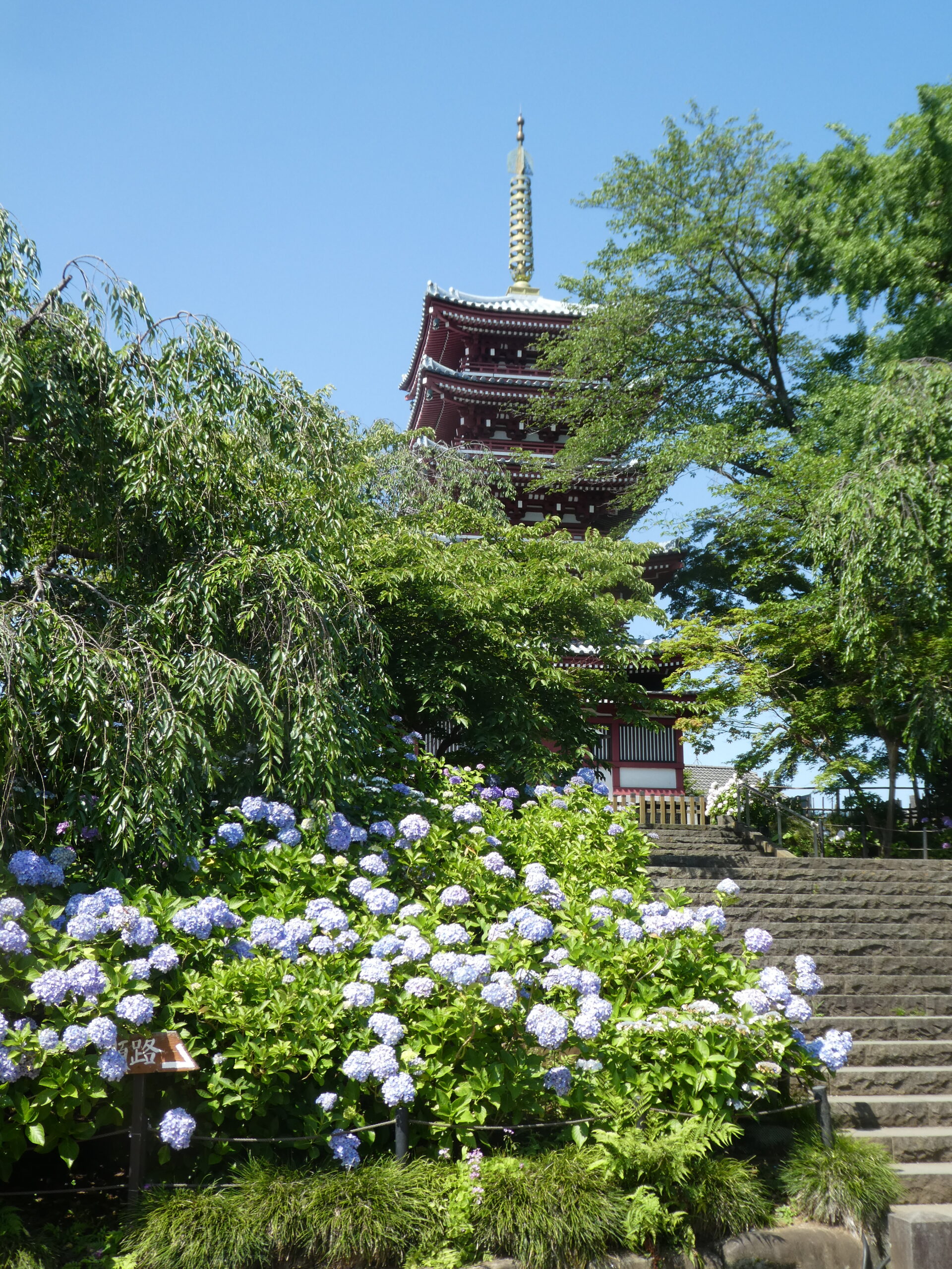 本土寺　あじさい寺