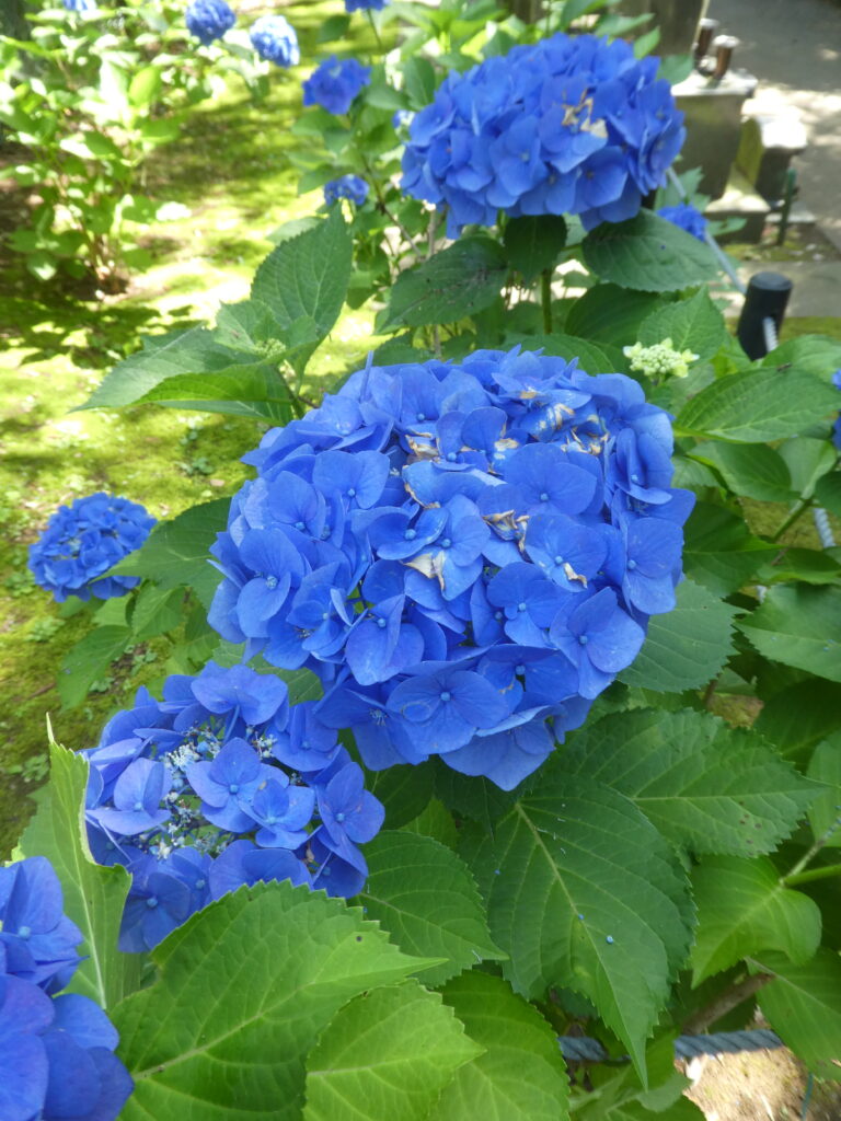 本土寺 あじさい寺