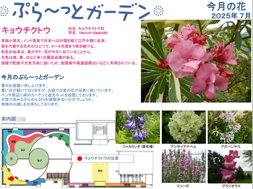 7月のぷら～っとガーデン　今月の花