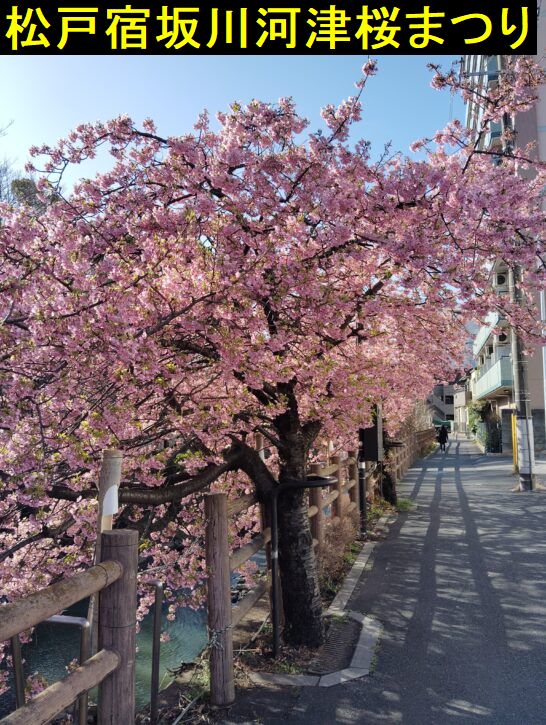 松戸宿坂川河津桜まつり
