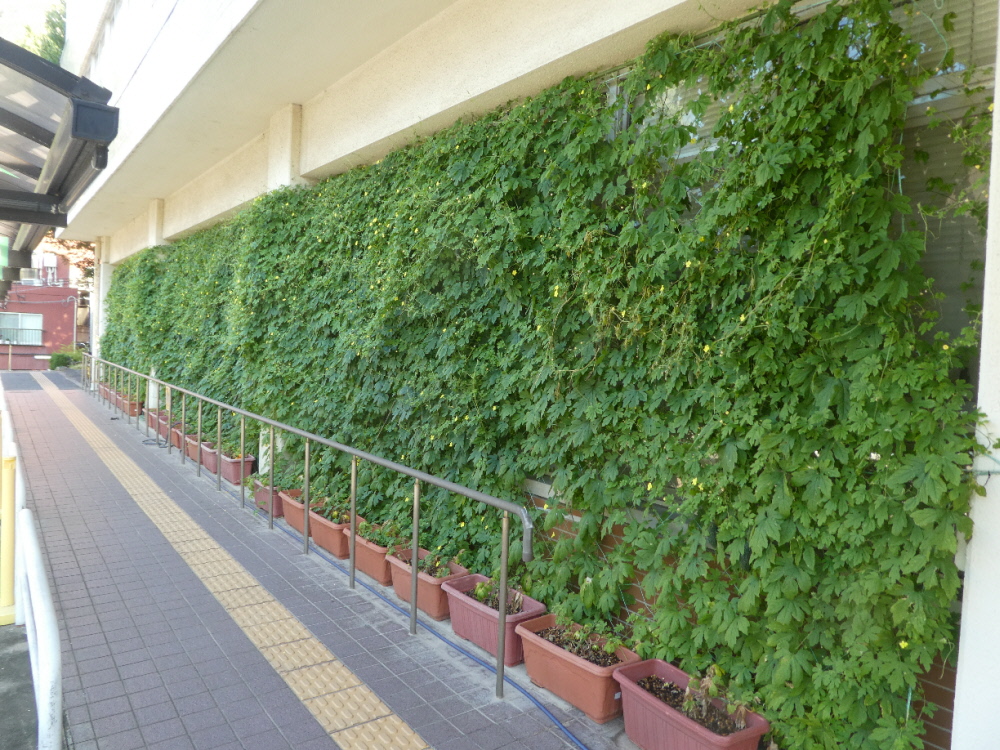 松戸市役所のゴーヤの緑のカーテン（正面入口左）