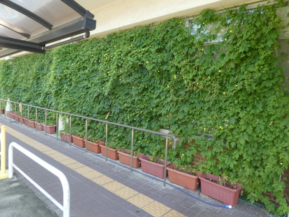 松戸市役所のゴーヤの緑のカーテン（正面入口左）