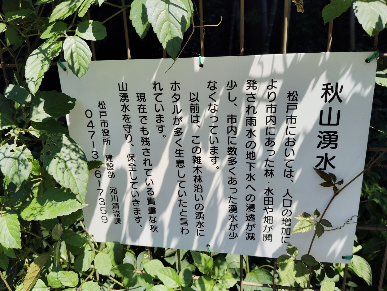 秋山湧水（松戸市秋山）