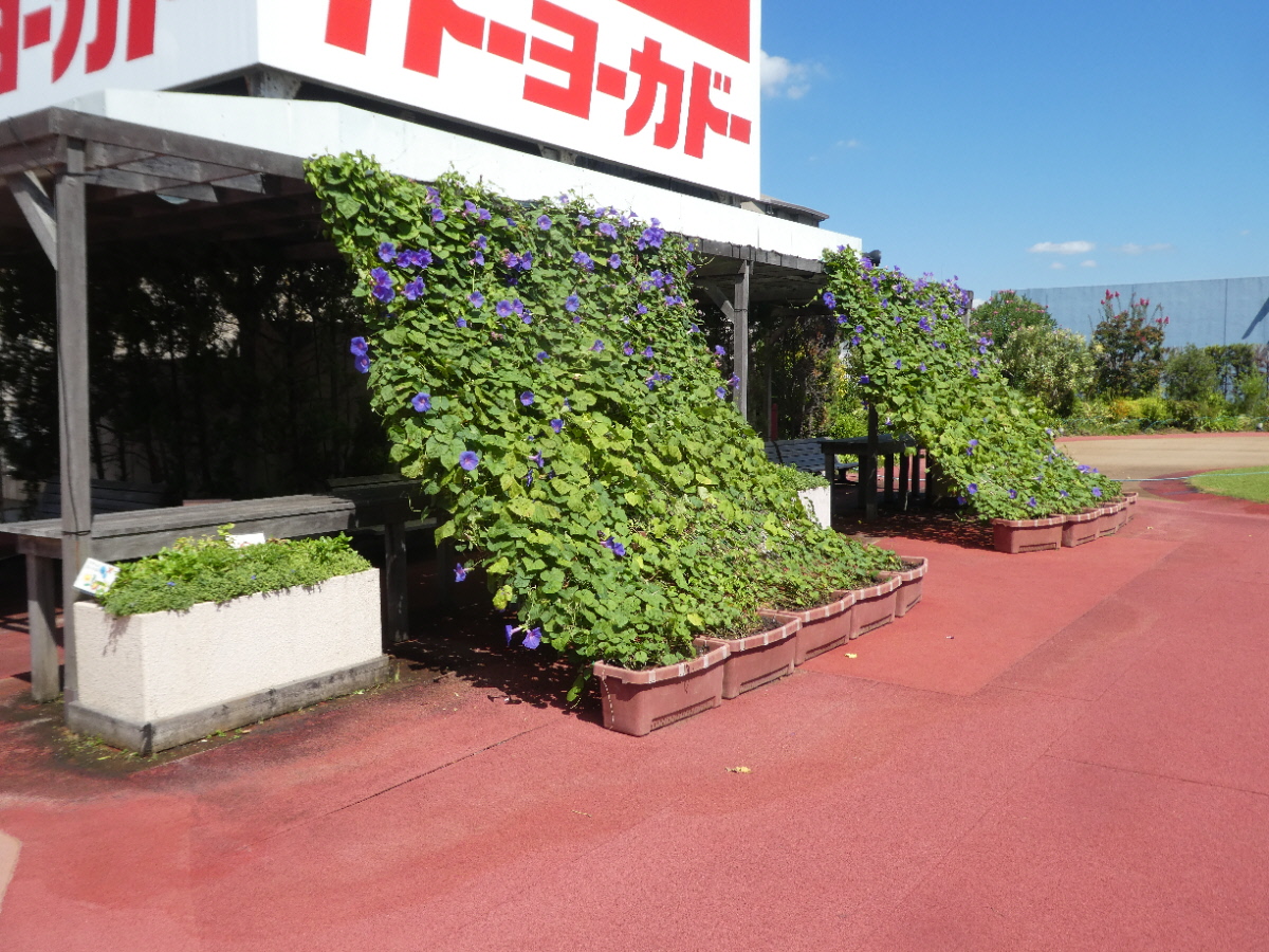 プラーレ松戸　猛暑の中「9月のぷら～っとガーデン」へ行ってきた