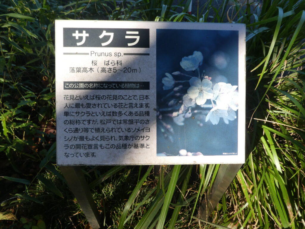 さくら公園（松戸市常盤平）