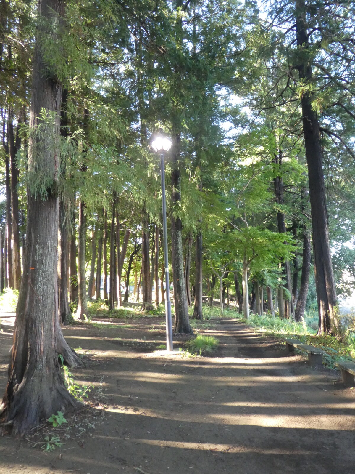 さくら公園（松戸市常盤平）