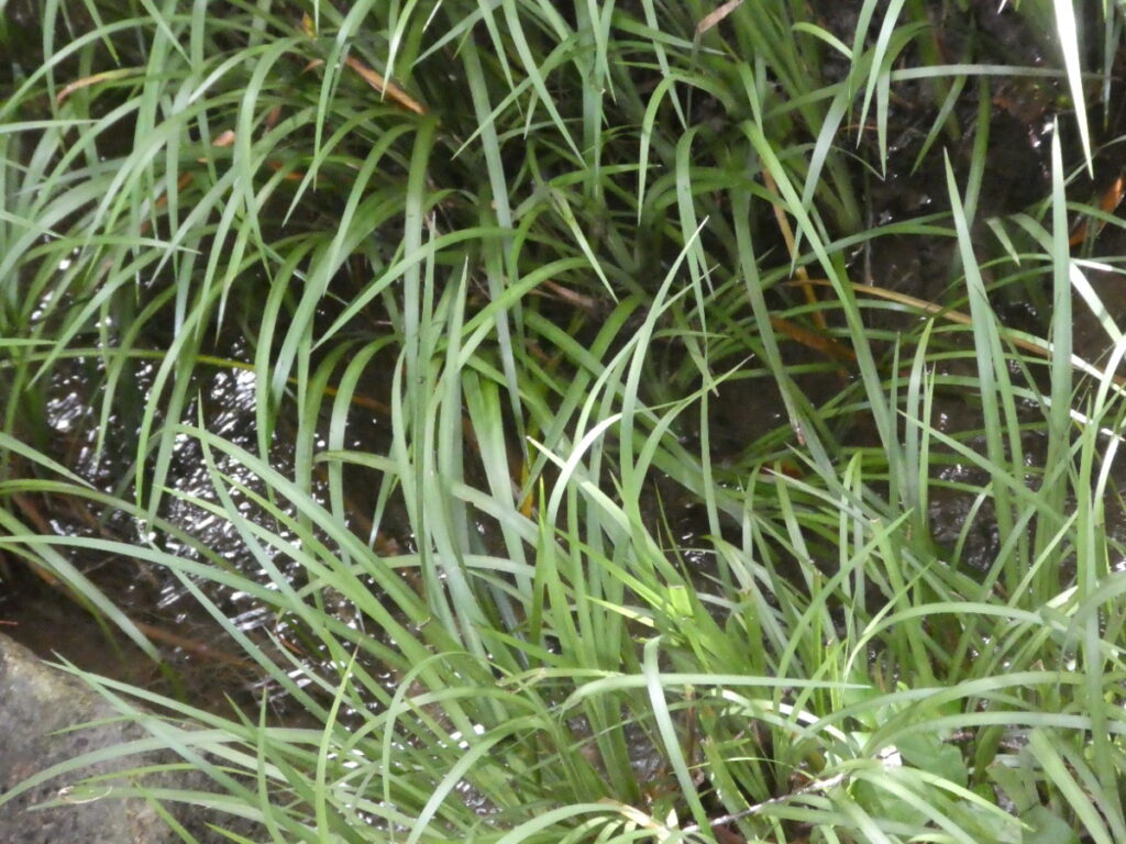 宮の下湧水（松戸市上本郷）