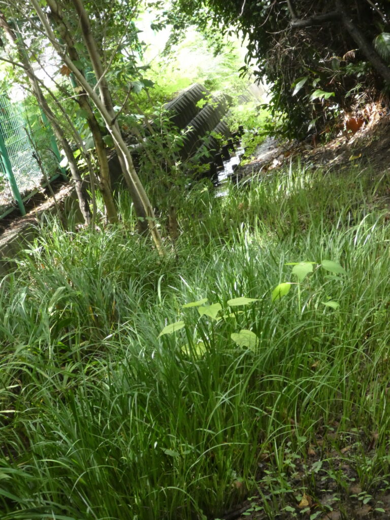 宮の下湧水（松戸市上本郷）