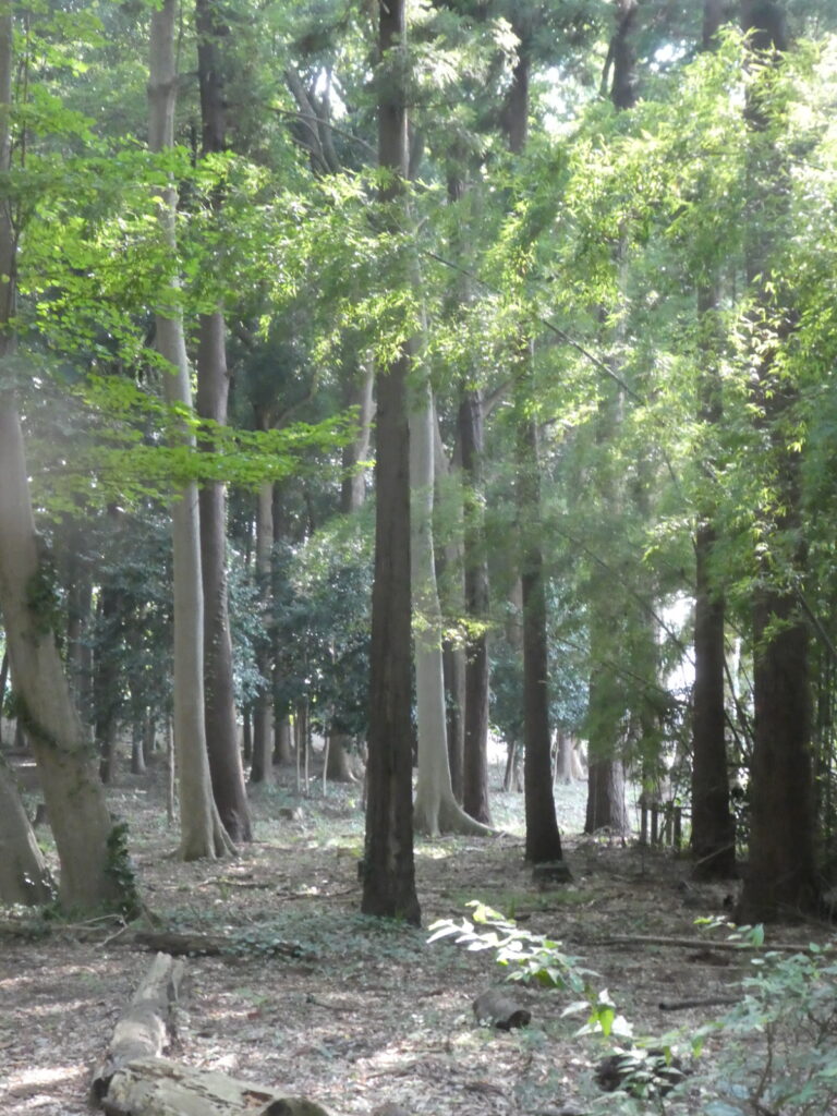 金ケ作自然公園(松戸市金ケ作)