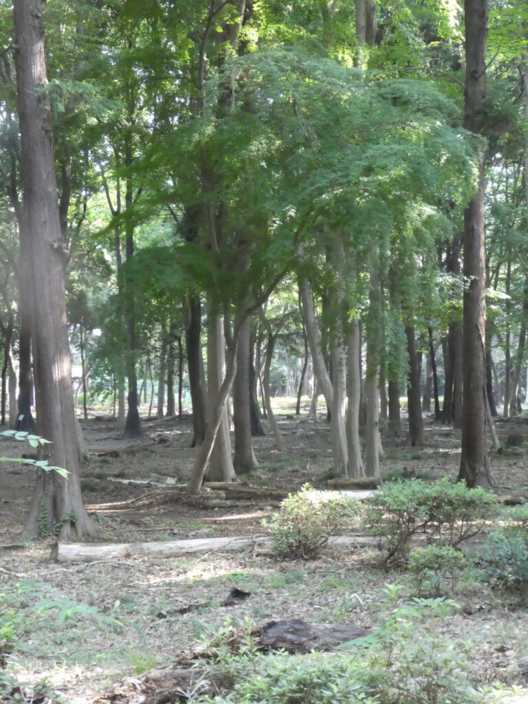 金ケ作自然公園(松戸市金ケ作)
