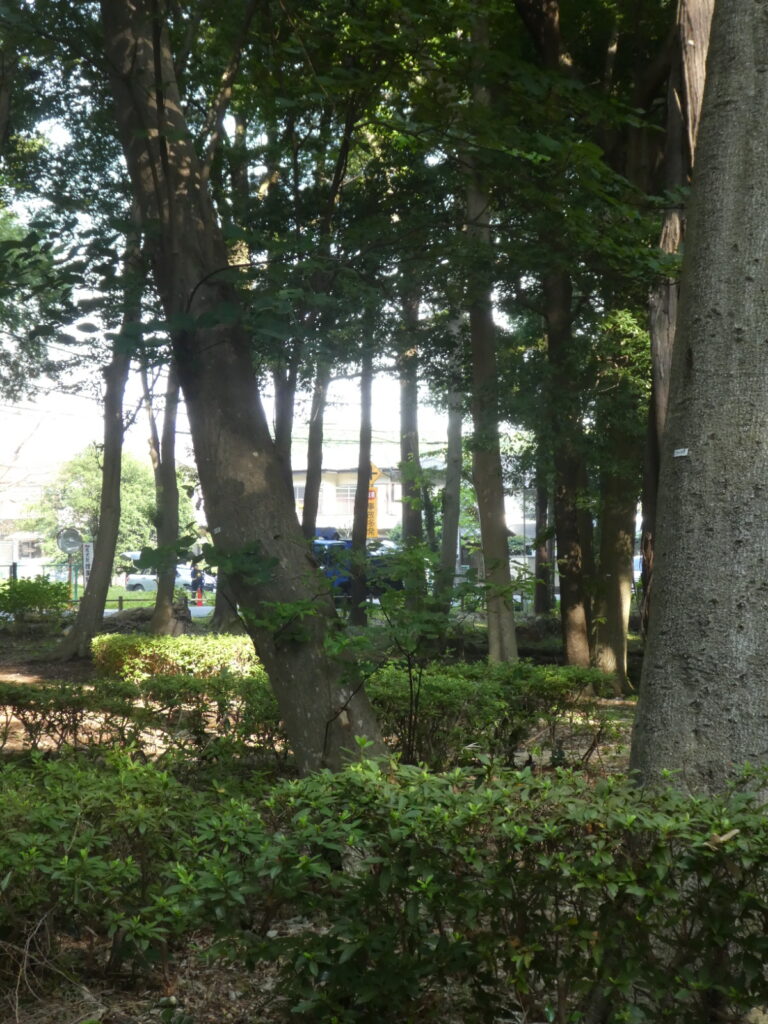 金ケ作自然公園(松戸市金ケ作)