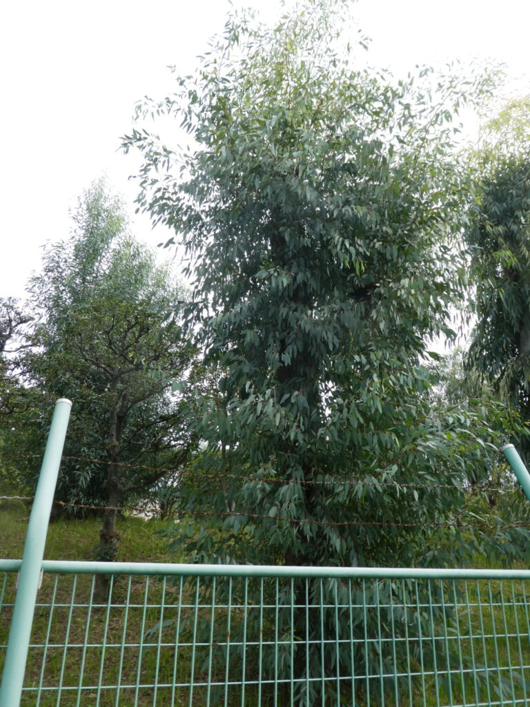 ユーカリ交通公園(松戸市小金原)