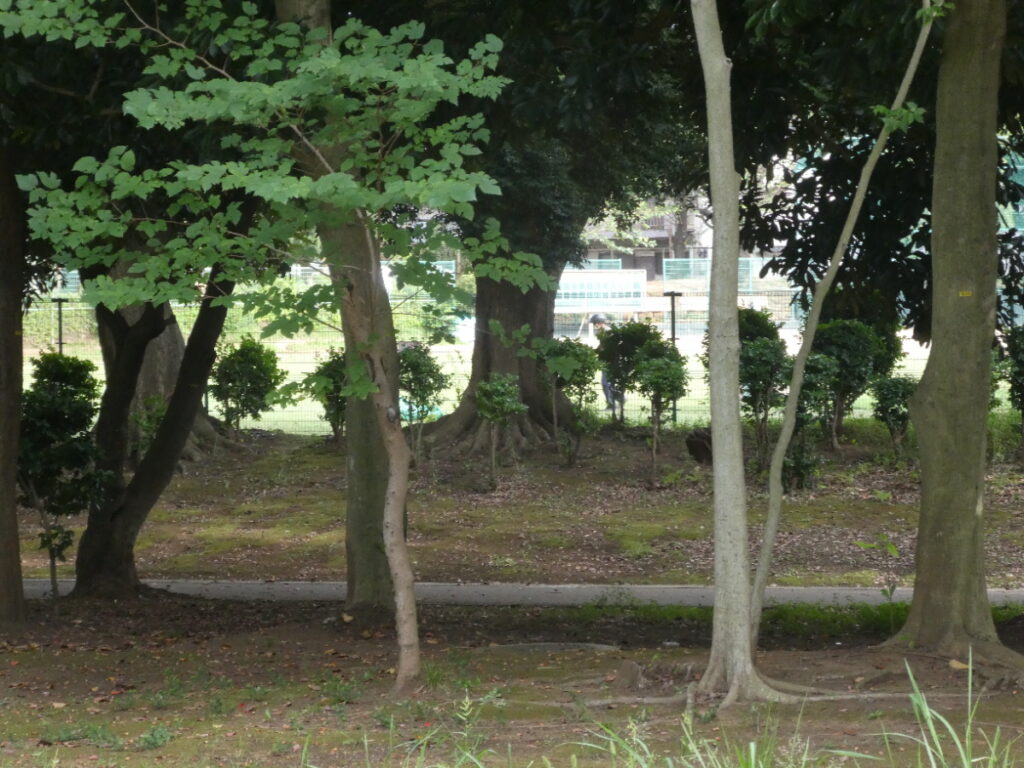 小金原公園（松戸市小金原）