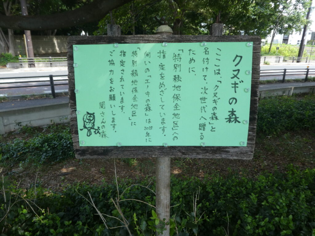 クヌギの森