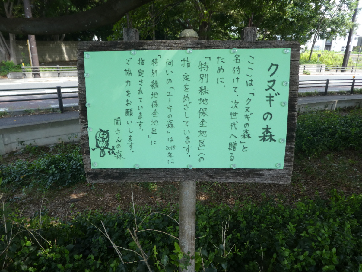 クヌギの森
