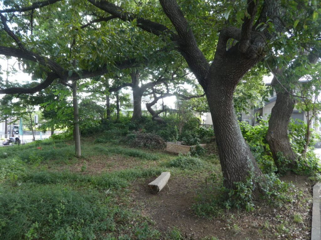 クヌギの森