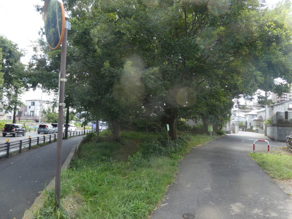 クヌギの森