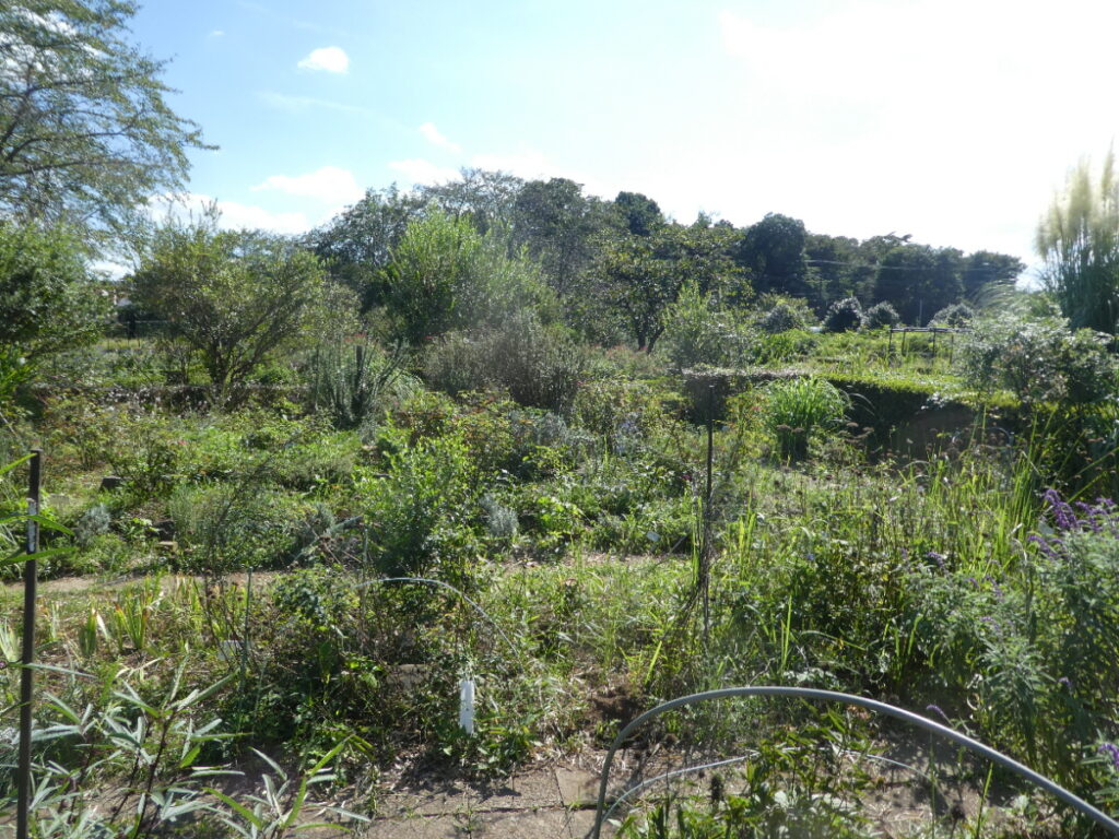 松戸市金ヶ作育苗圃（松戸市金ケ作）