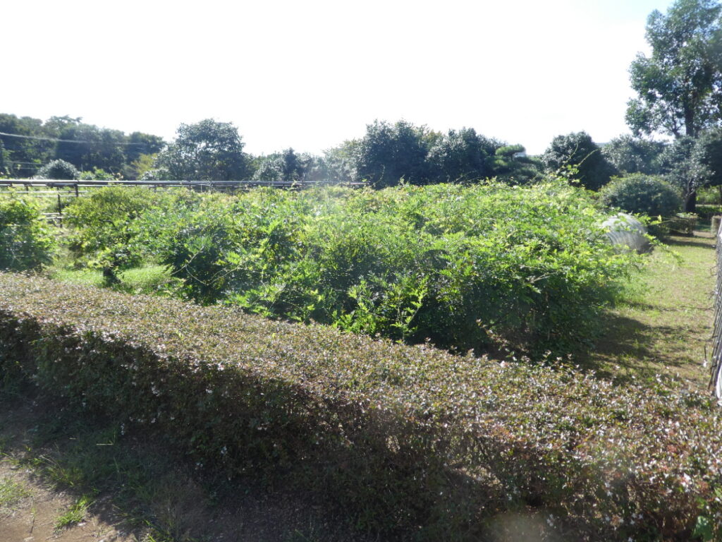 松戸市金ヶ作育苗圃（松戸市金ケ作）