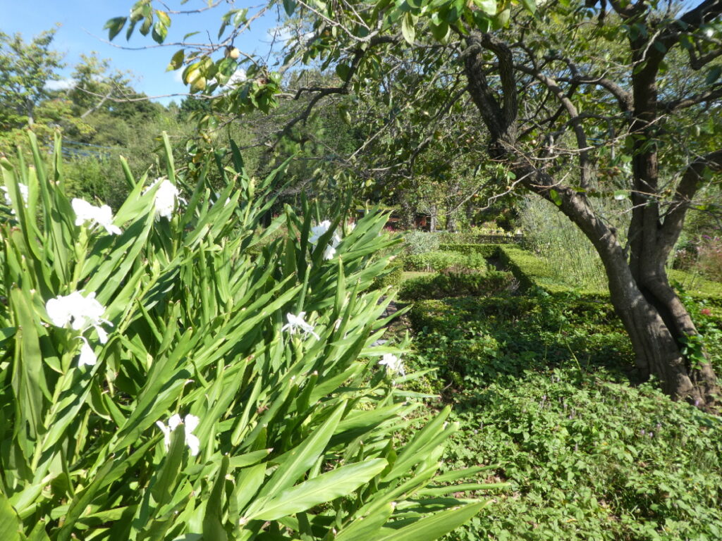 松戸市金ヶ作育苗圃（松戸市金ケ作）