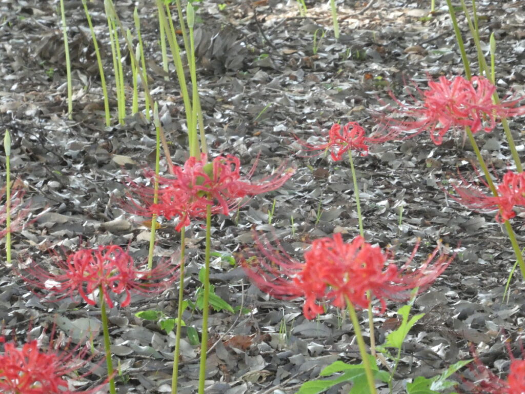 彼岸花（曼珠沙華）・祖光院
