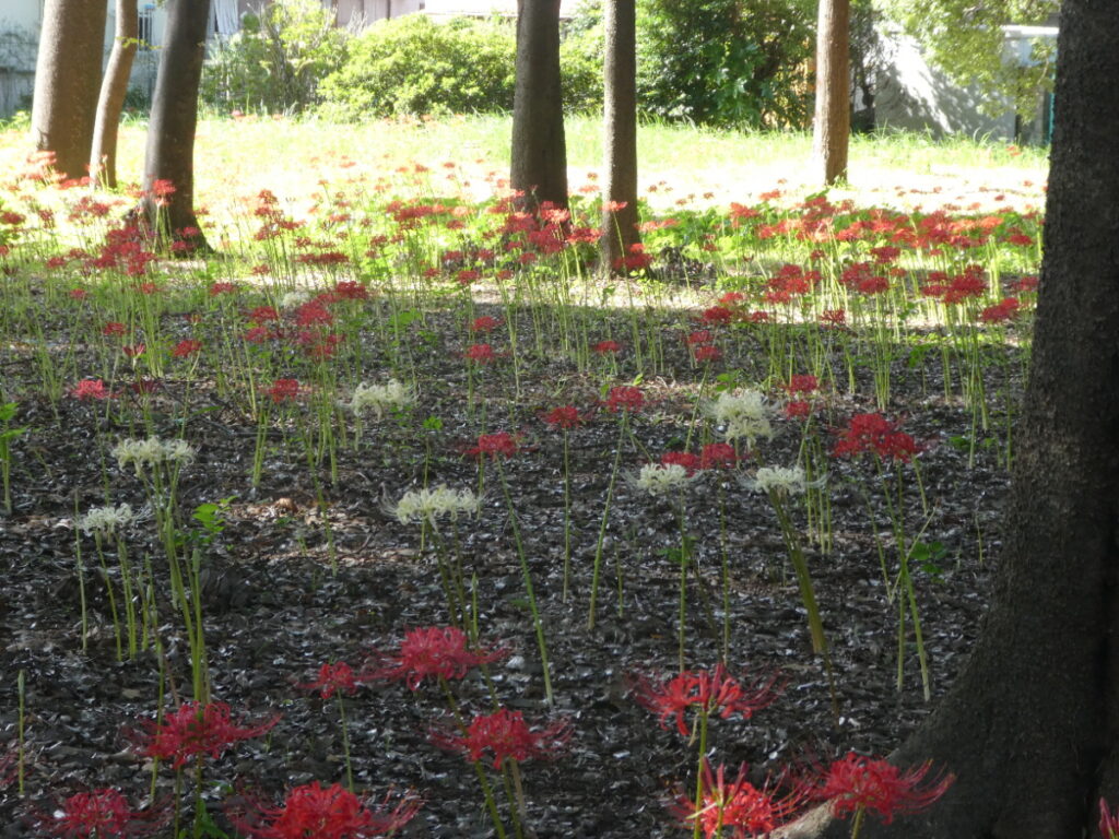 彼岸花（曼珠沙華）・祖光院