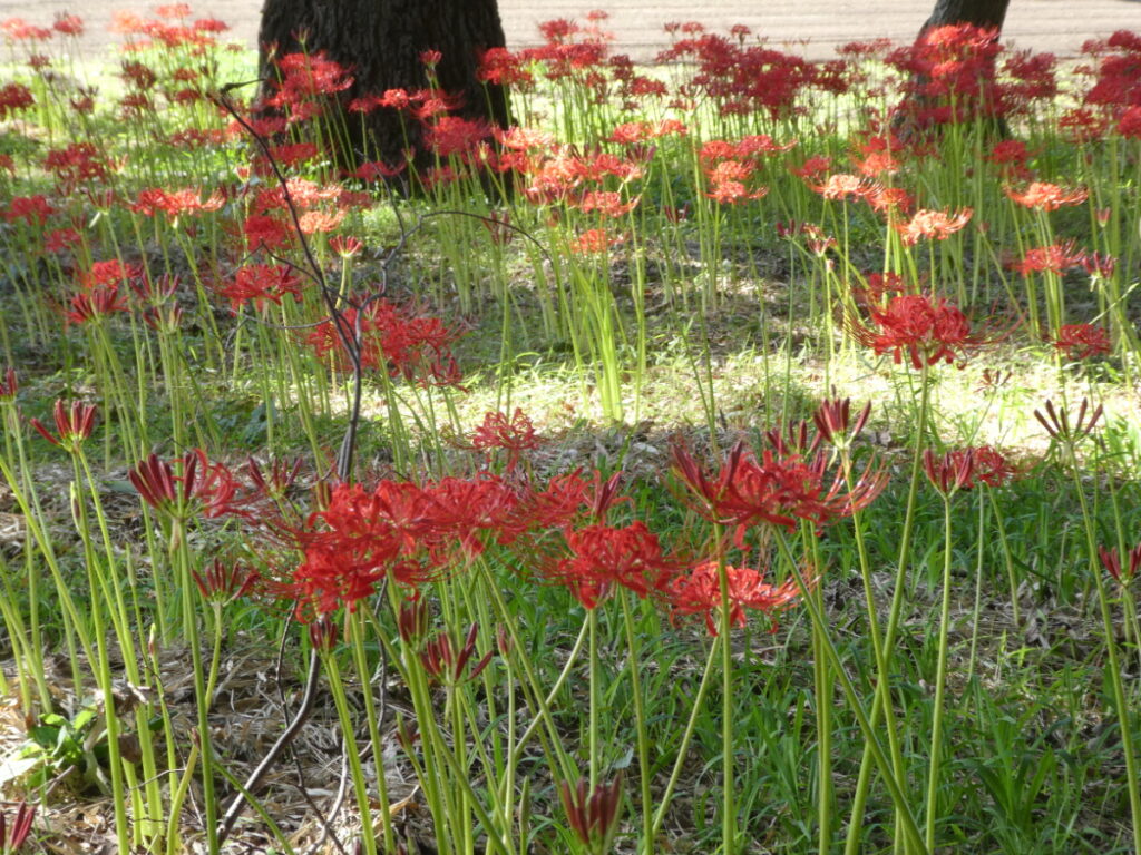 彼岸花（曼珠沙華）・祖光院