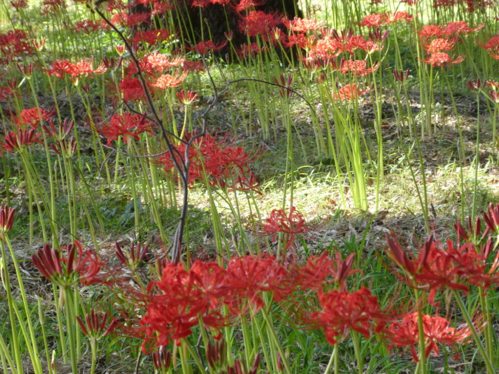 彼岸花（曼珠沙華）・祖光院