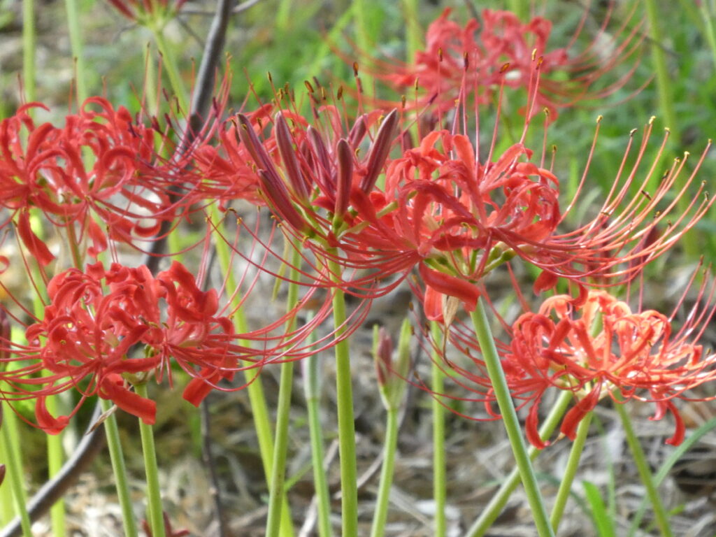 彼岸花（曼珠沙華）・祖光院