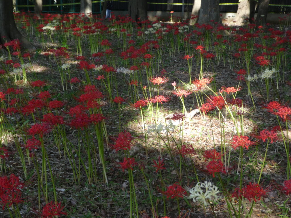 彼岸花（曼珠沙華）・祖光院