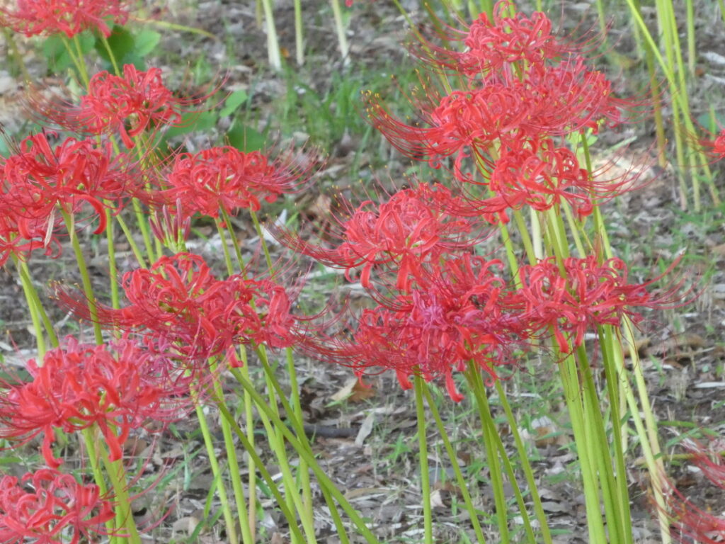 彼岸花（曼珠沙華）・祖光院