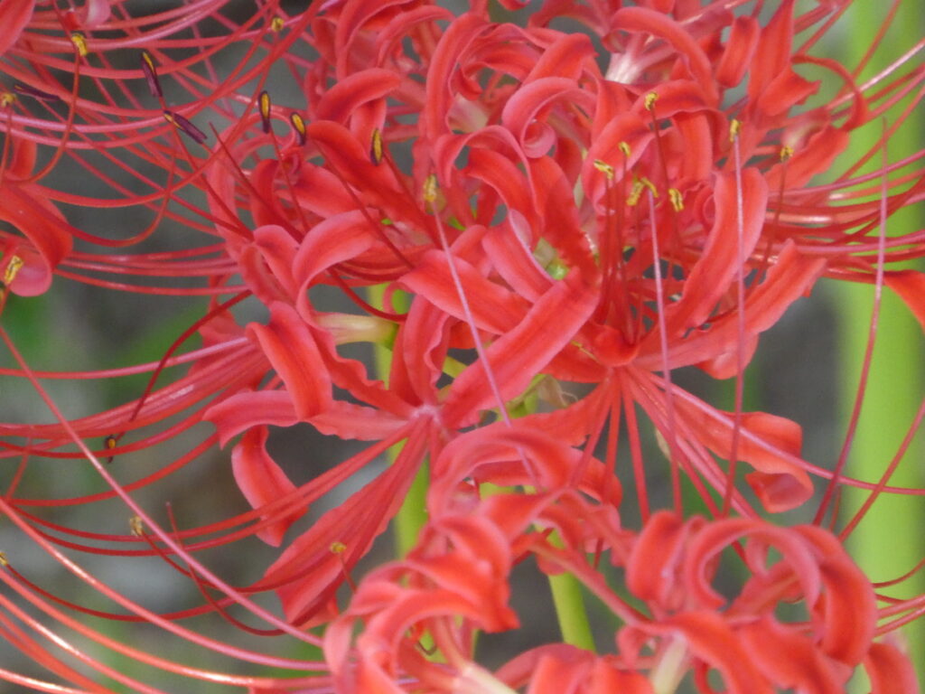 彼岸花（曼珠沙華）・祖光院