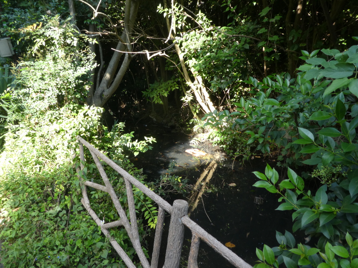 大清水湧水（松戸市小金）