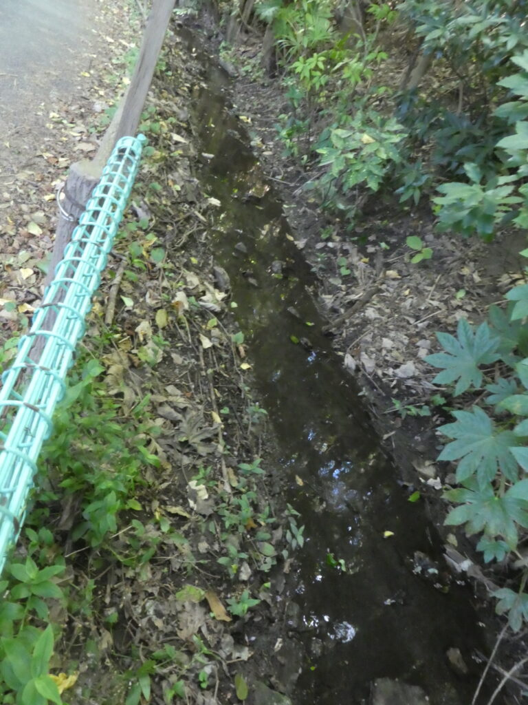 大清水湧水（松戸市小金）