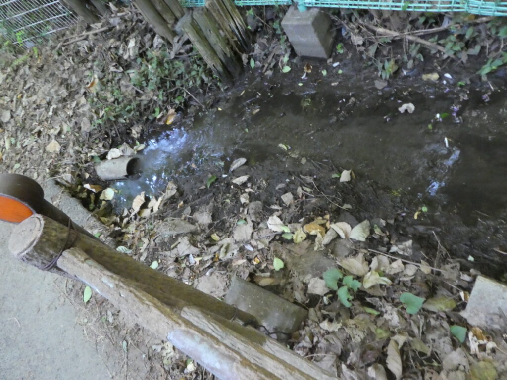 大清水湧水（松戸市小金）