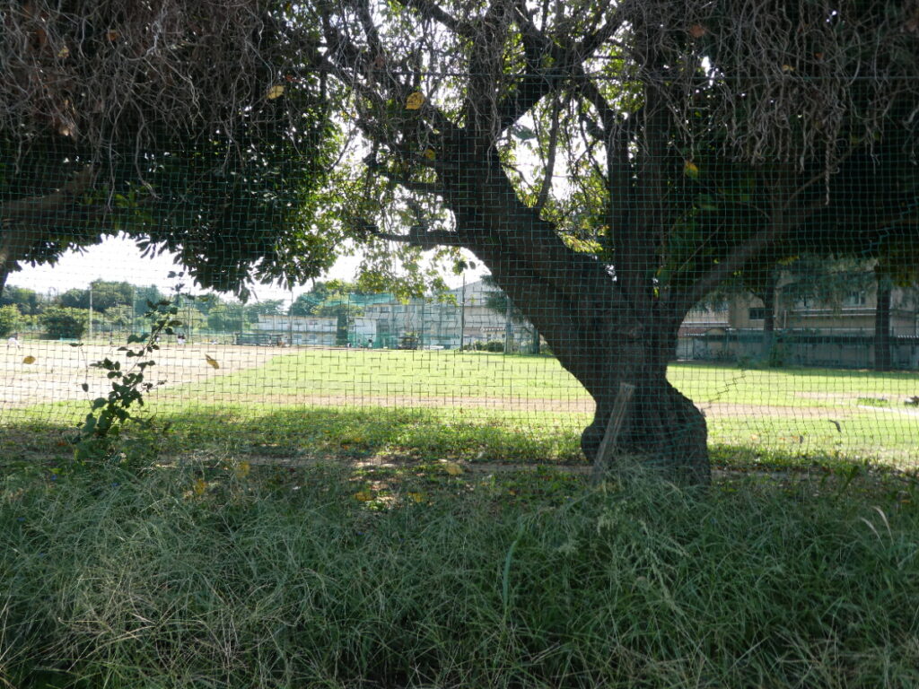 千葉県立松戸南高等学校（松戸市紙敷）