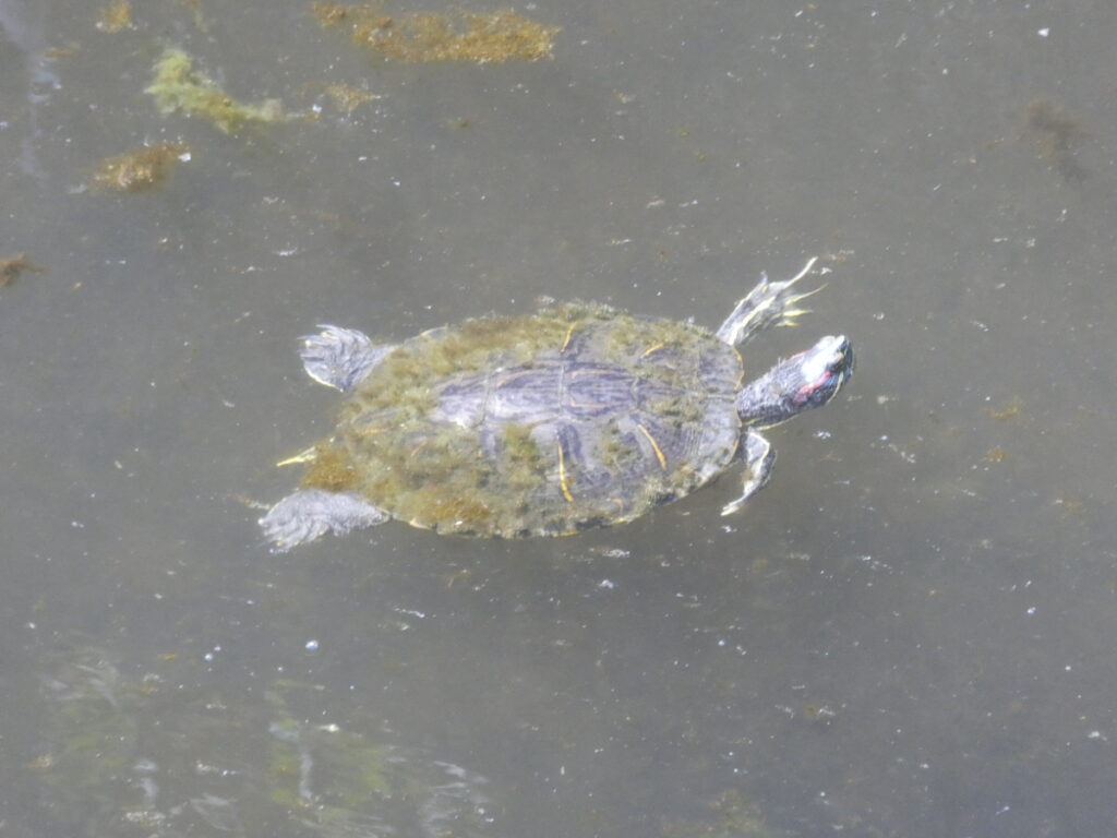 初秋の国分川を歩く