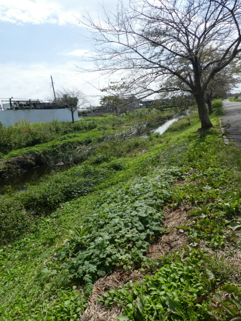 初秋の国分川を歩く