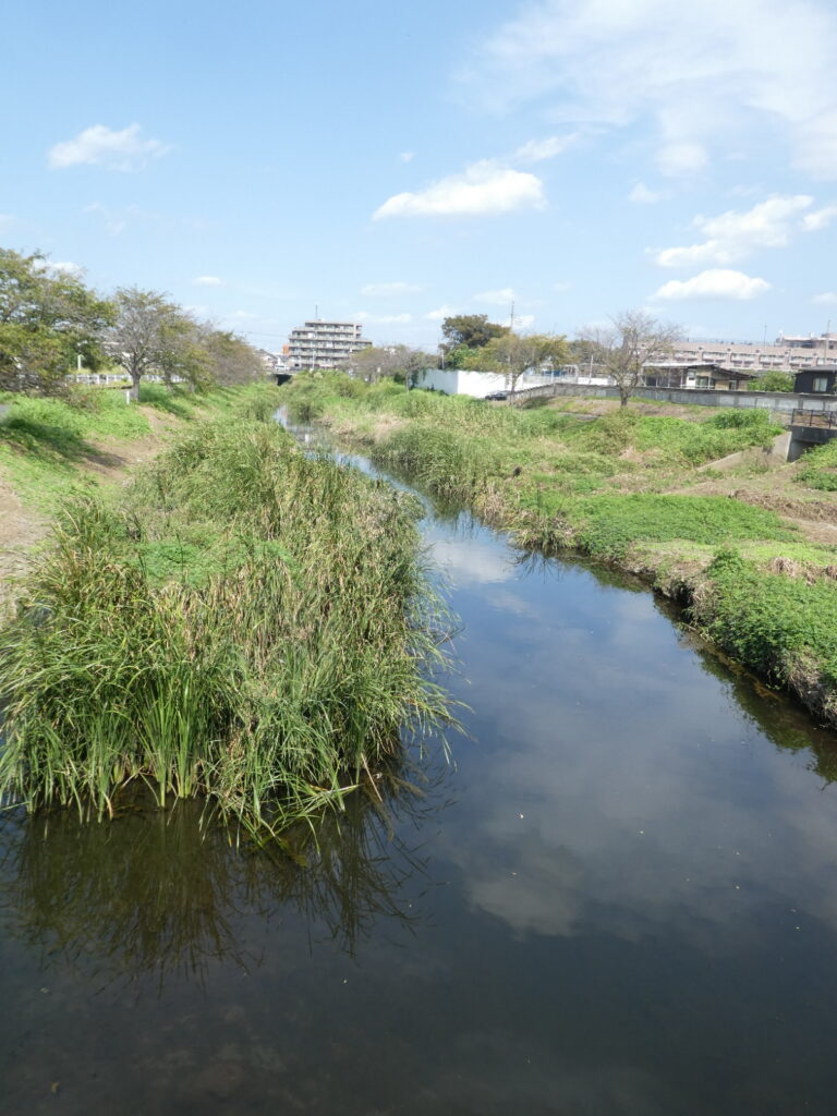 初秋の国分川を歩く