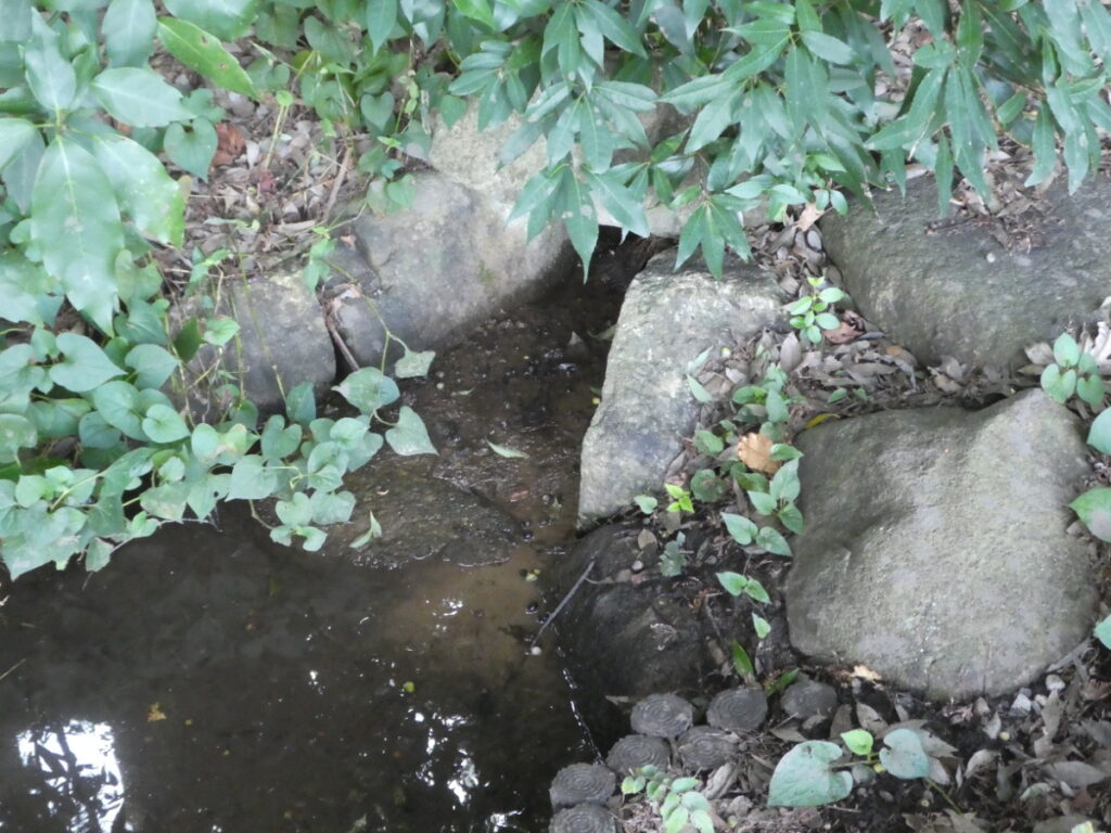 幸田湧水（松戸市幸田）