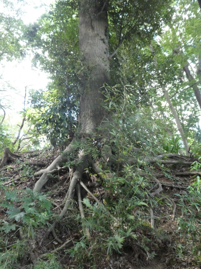 根木内歴史公園(松戸市根木内)