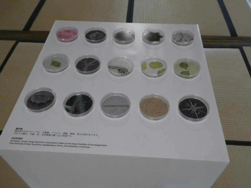 「INVISIBLES:微生物たちの隠された世界」巡回展及びサテライト展示