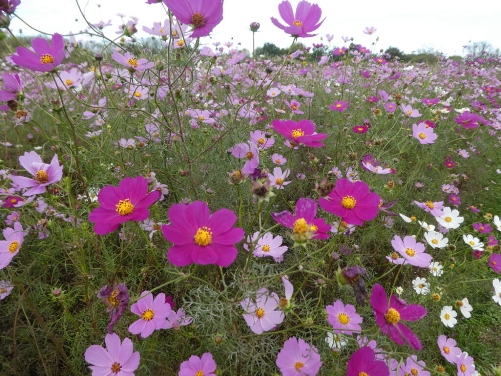 江戸川松戸フラワーラインのコスモス畑