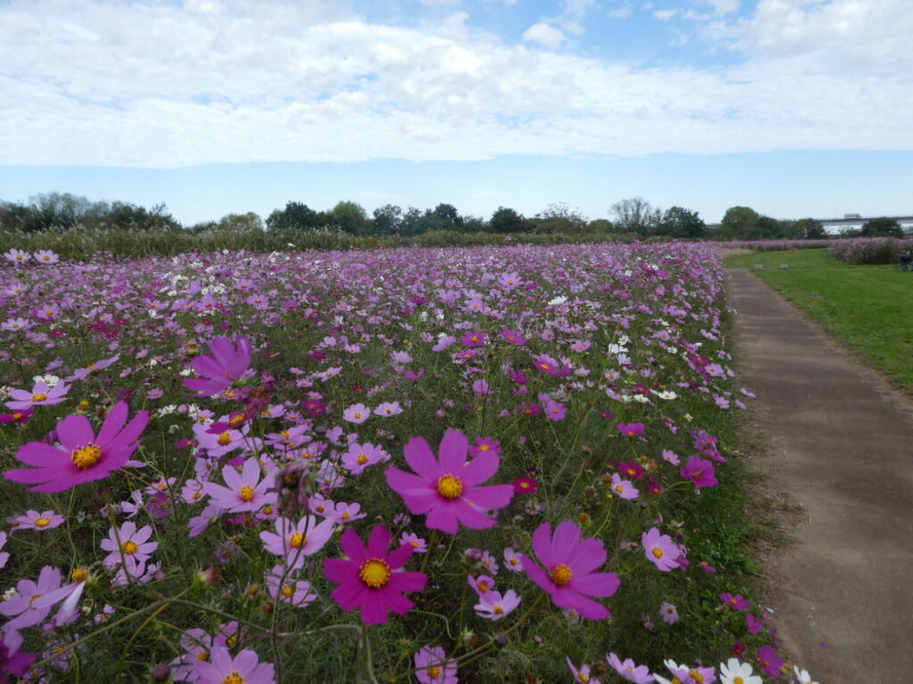 江戸川松戸フラワーラインのコスモス畑