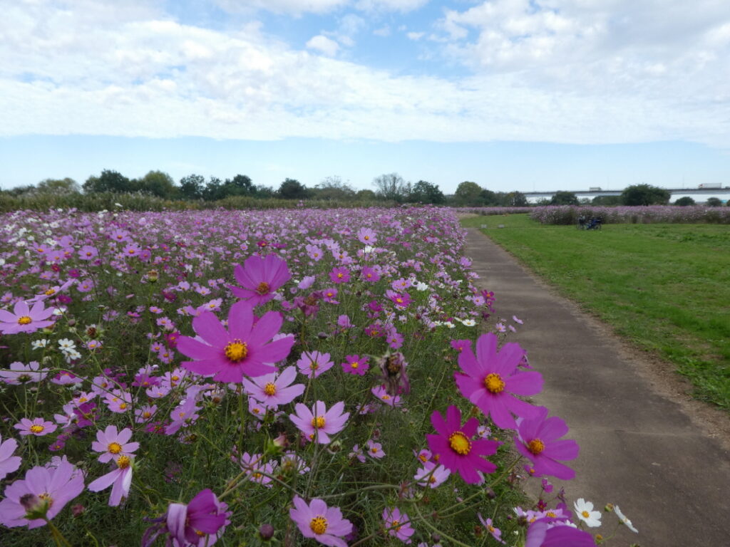 江戸川松戸フラワーラインのコスモス畑