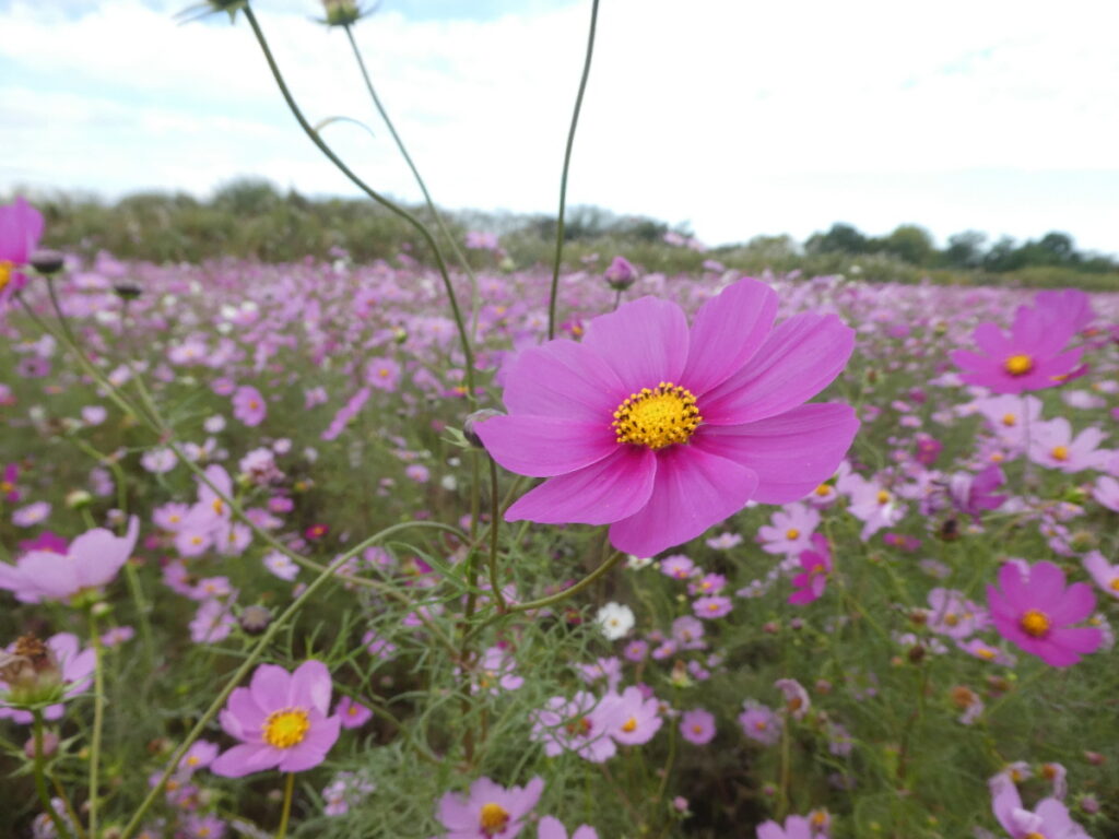 江戸川松戸フラワーラインのコスモス畑