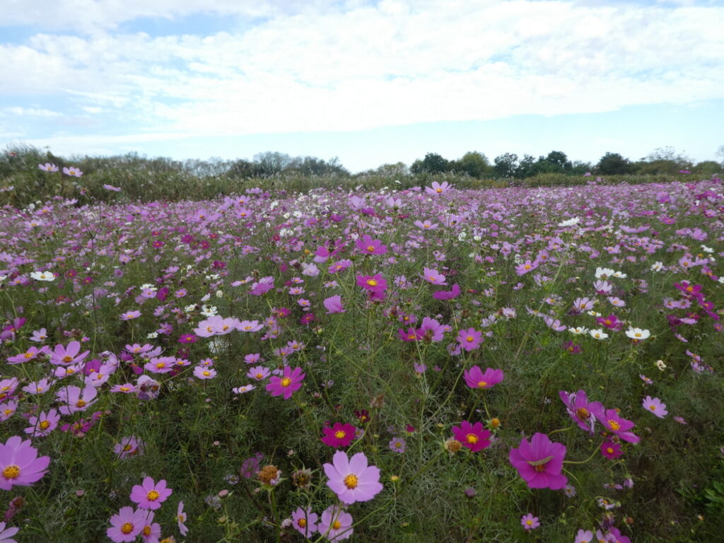 江戸川松戸フラワーラインのコスモス畑
