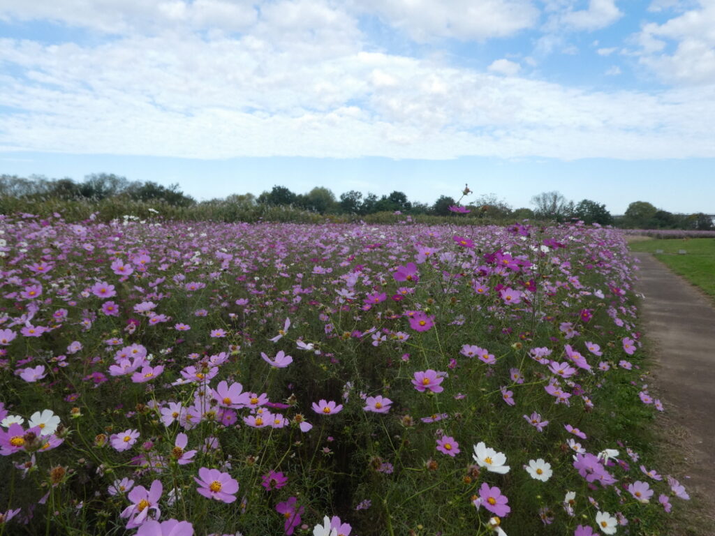 江戸川松戸フラワーラインのコスモス畑